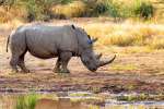Pilanesberg White Rhino