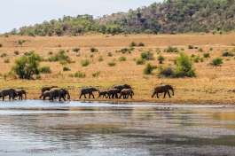 Elephant Herd at Water point in Pilanesberg 