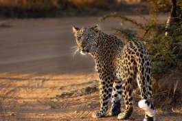 Pilanesberg Game Drive Leopard 