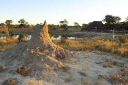 Termite Mound in Pilanesberg National Park 