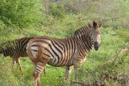 Zebra in Pilanesberg National Park 