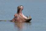 Hippo at Pilanesberg National Park
