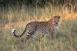 Pilanesberg Safari leopard 