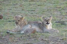Lion cubs Pilanesberg 