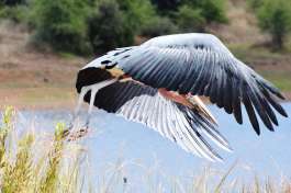 Marabou stork Pilanesberg 