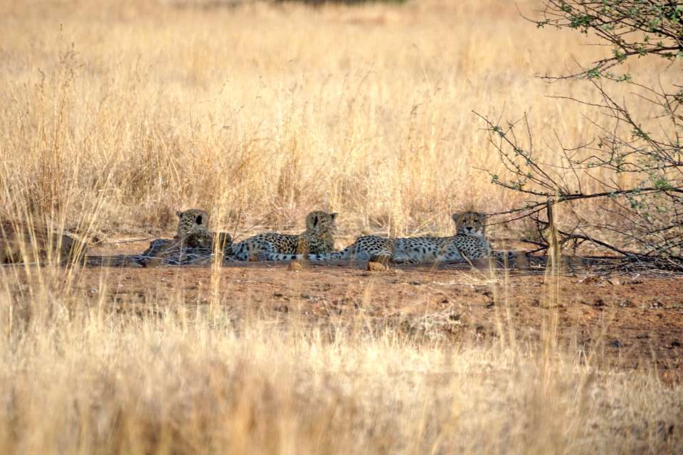 Pilanesberg cheetahs