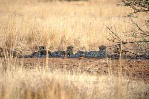 Pilanesberg cheetahs