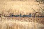 Pilanesberg cheetahs 
