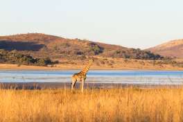 Pilanesberg giraffe 