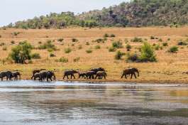 Pilanesberg national park elephants 