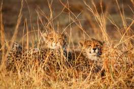 Cheetah cubs Pilanesberg 