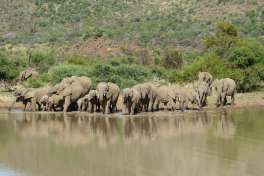 Elephants Pilanesberg 