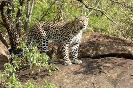 Pilanesberg safari leopard 