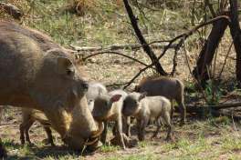 Warthogs Pilanesberg 