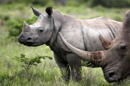 Pilanesberg safari rhinos 