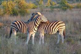 Pilanesberg safari zebras 