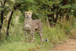Cheetah Pilanesberg 