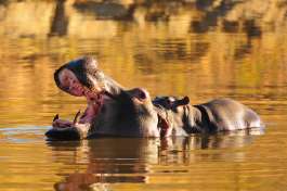 Pilanesberg hippos 