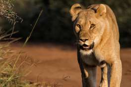 Pilanesberg lion 