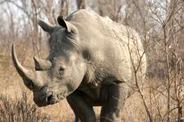 Rhino viewing in Kruger National Park 