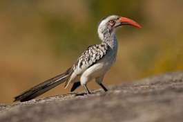 Red Billed Hornbill in Kruger National Park 