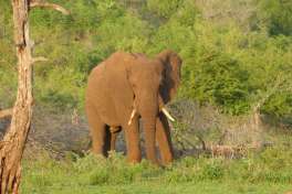 Kruger National Park Elephant  