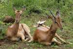 Young Impala Resting in Kruger National Park 