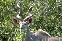 Big Kudu Bull in Kruger 