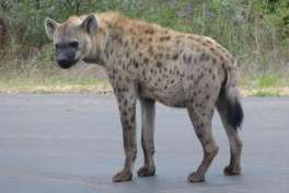 Hyena on the Road in Kruger 