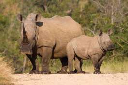 Rhino and Calf on Road in Kruger National Park 