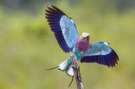 Lilac Breasted Roller Kruger National Park 