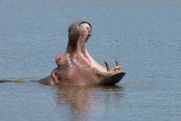 Hippo Yawning in Kruger National Park 