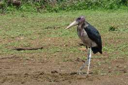 Marabou Stork near water in Kruger National Park 