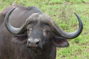 Lone Buffalo Bull In Kruger National Park