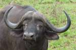 Lone Buffalo Bull In Kruger National Park 