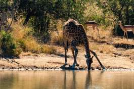 Solo Giraffe Drinking at Waterpoint in Kruger 