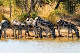 Zebra Heard Drinking in Kruger National Park 