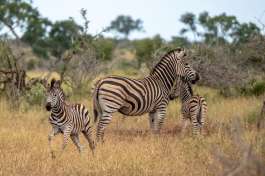 Zebra with Calves in Kruger National Park 