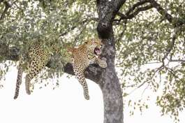 Leopard in Marula Tree in Kruger National Park 