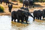 Elephant Herd Drinking in Kruger National Park 