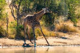 Kruger National Park Giraffe Drinking Water 