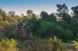 Spotting Rhino on Pilanesberg Game Drive 