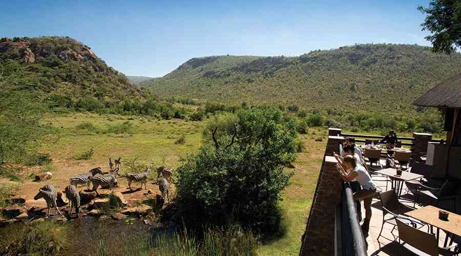Zebra at Lodge Waterhole