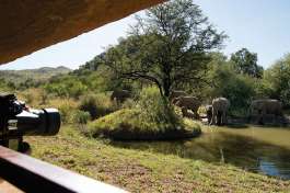  Observing Elephants from the Kwa Maritane hide 