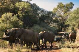  Elephants on Pilanesberg Game Drive 