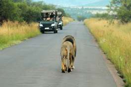 Lion in the road on Pilanesberg Safari Game Drive 