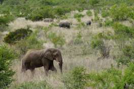 Elephant and Rhinos in Pilanesberg 