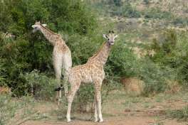 Pilanesberg National Park Giraffes  