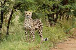 Cheetah in Pilanesberg 
