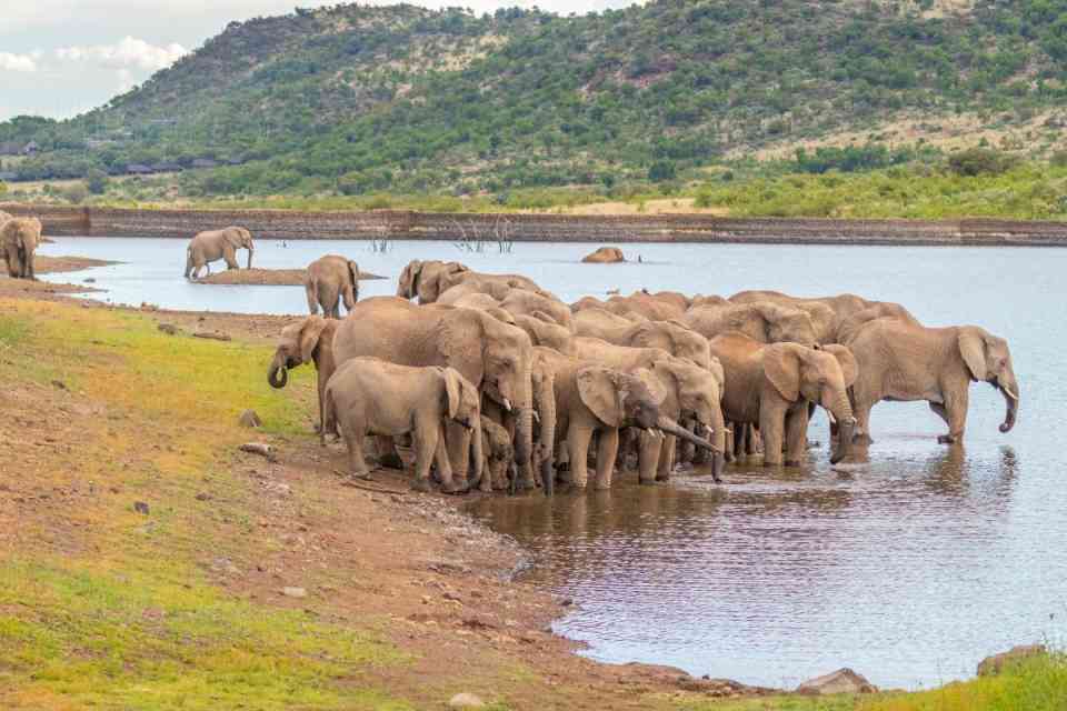 Elephant Herd at Waterpoint in Pilanesberg National Park